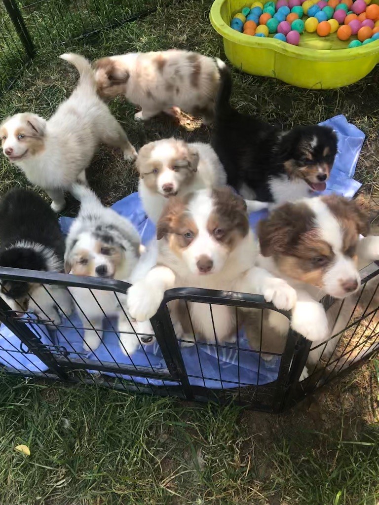 chiot Berger Australien Luciole Au Clair De Lune