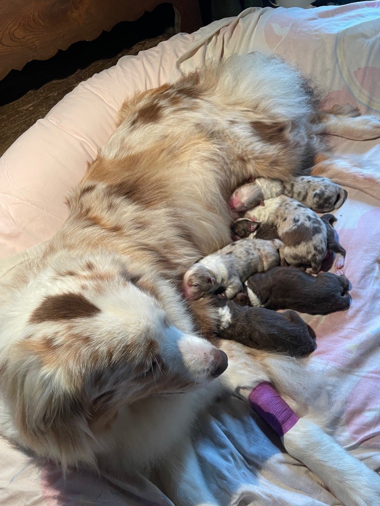 chiot Berger Australien Luciole Au Clair De Lune