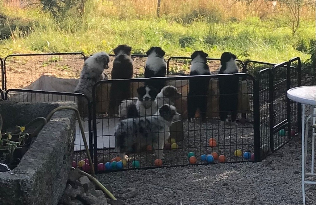 chiot Berger Australien Luciole Au Clair De Lune