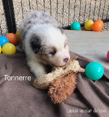 Tonnerre