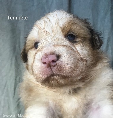 Tempête