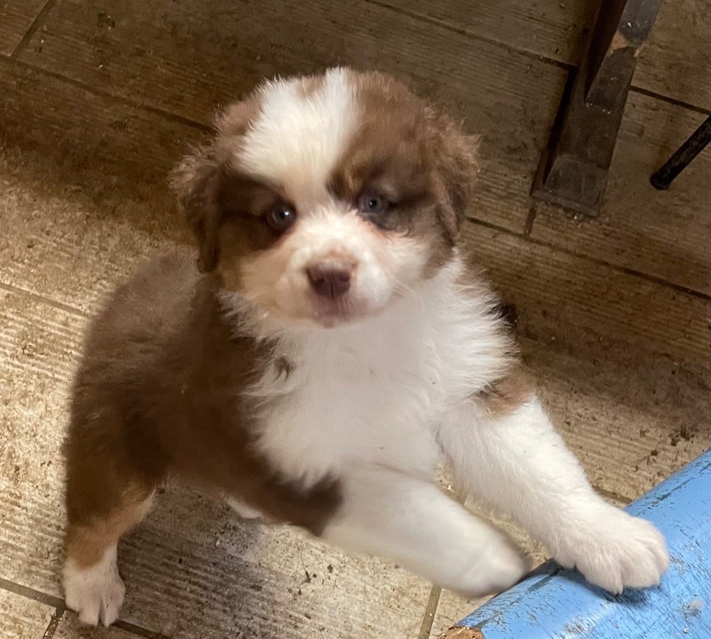 Luciole Au Clair De Lune - Chiot disponible  - Berger Australien