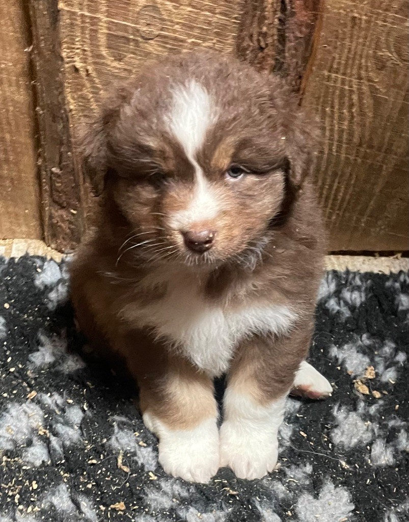 Luciole Au Clair De Lune - Chiot disponible  - Berger Australien