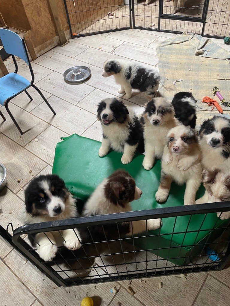 chiot Berger Australien Luciole Au Clair De Lune