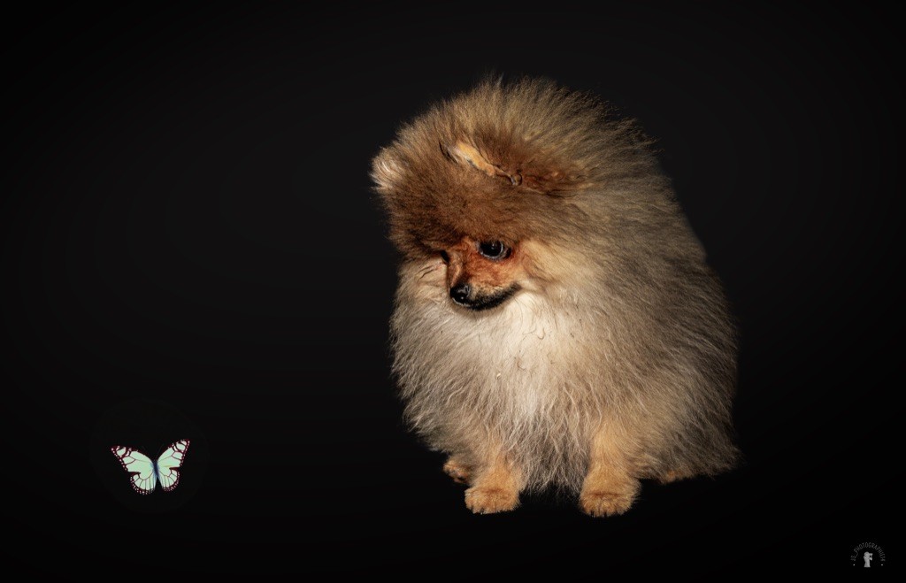 Oh My Poms venom fragrance