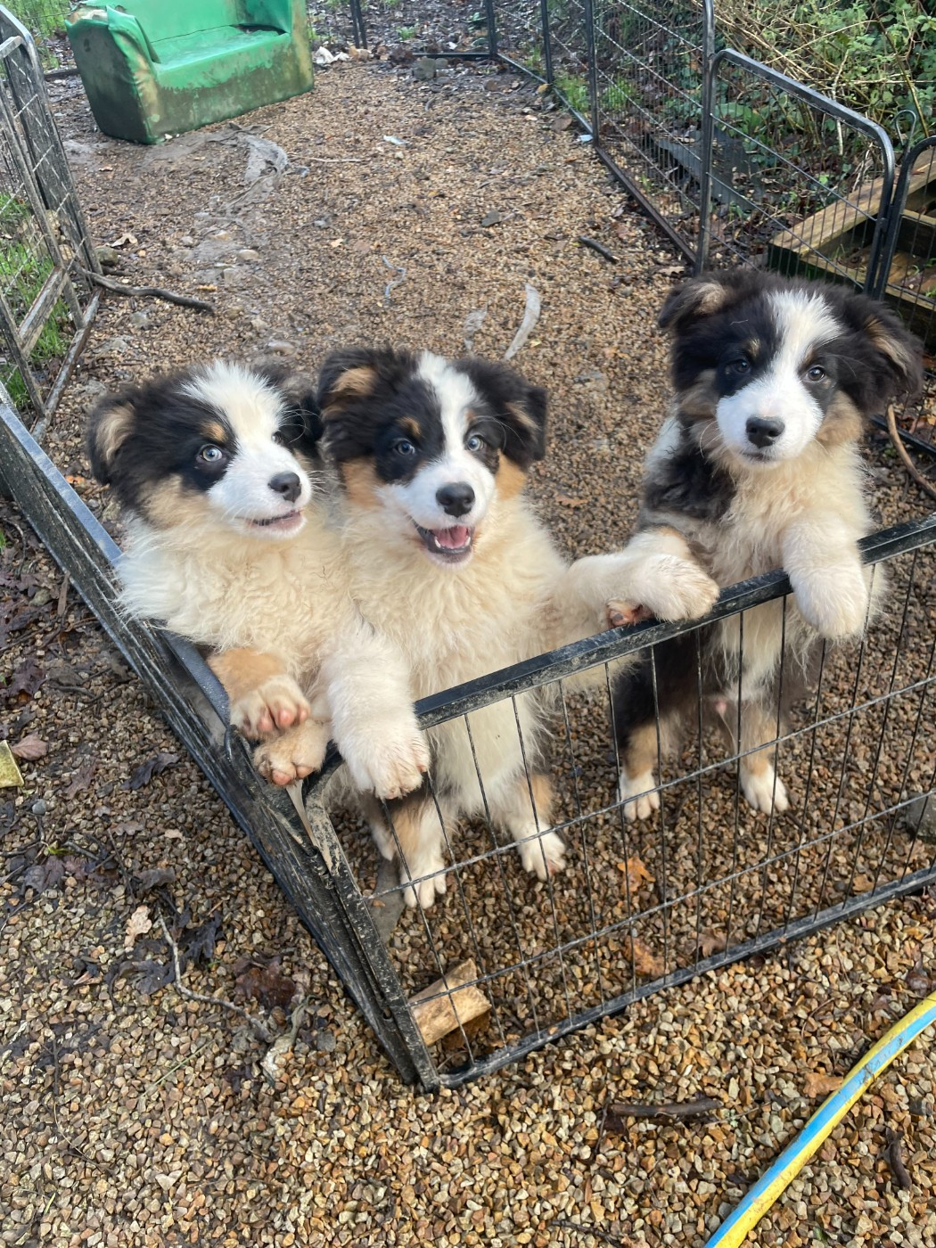 Luciole Au Clair De Lune - Les all blacks