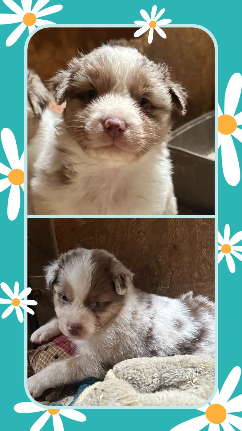 Deux petits Biscuits attendent leur famille pour la vie