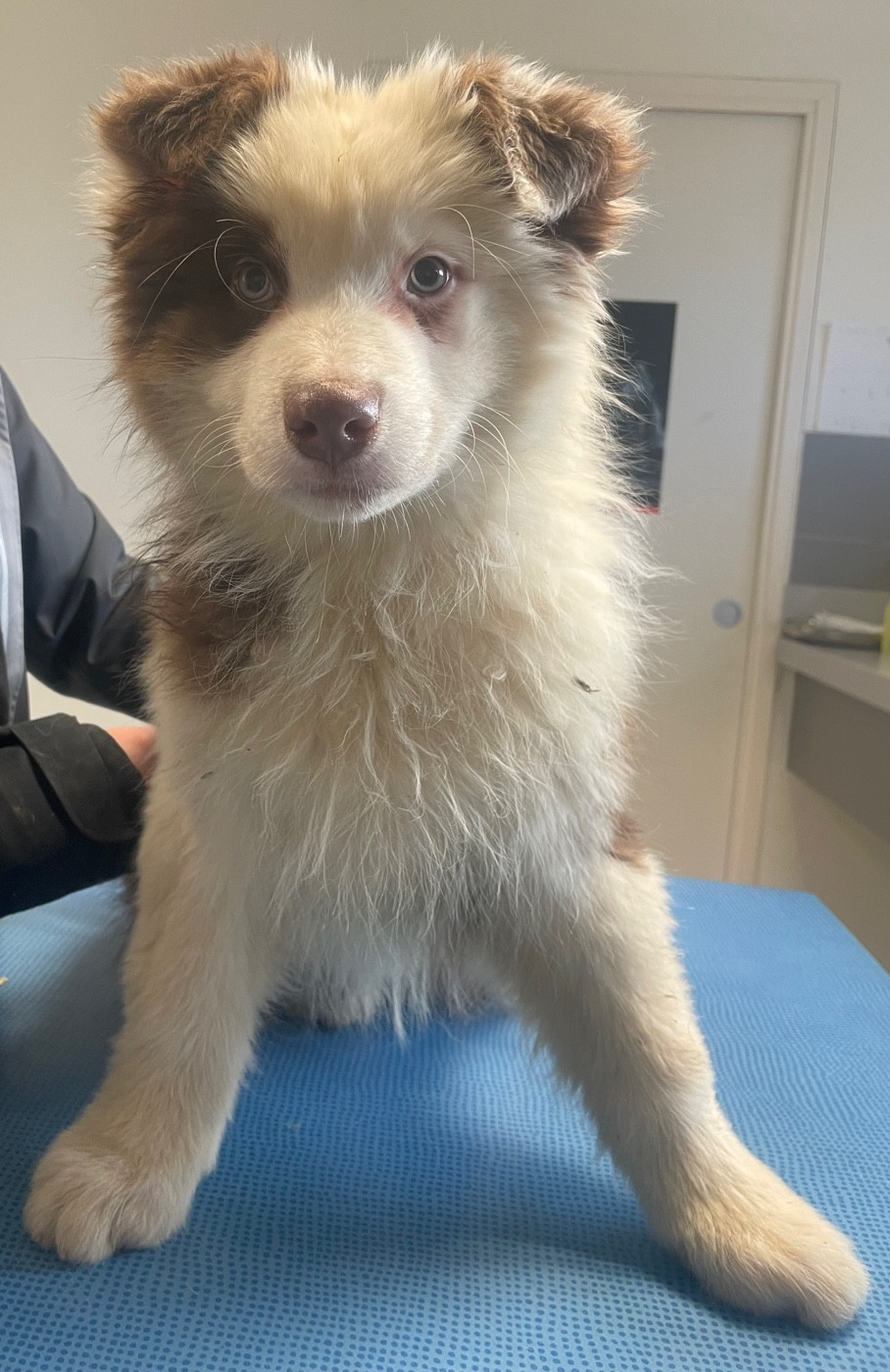 Luciole Au Clair De Lune - Chiots disponibles - Berger Australien