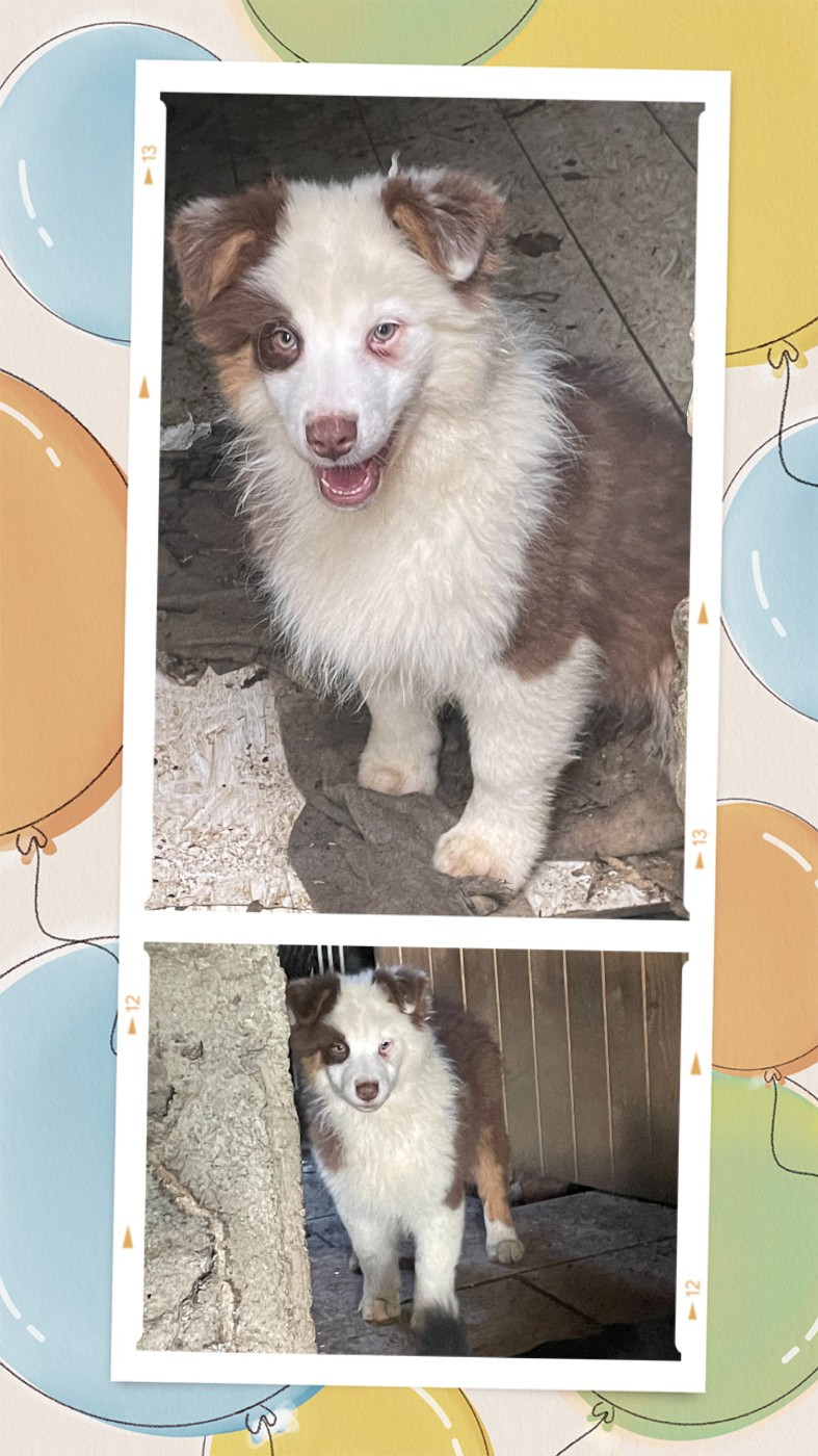 Luciole Au Clair De Lune - Chiots disponibles - Berger Australien