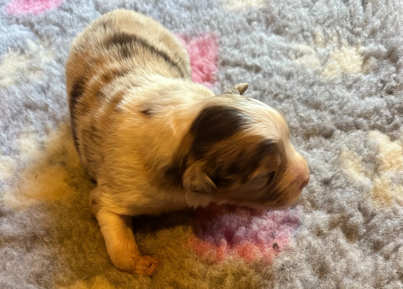 Luciole Au Clair De Lune - Chiots disponibles - Berger Australien