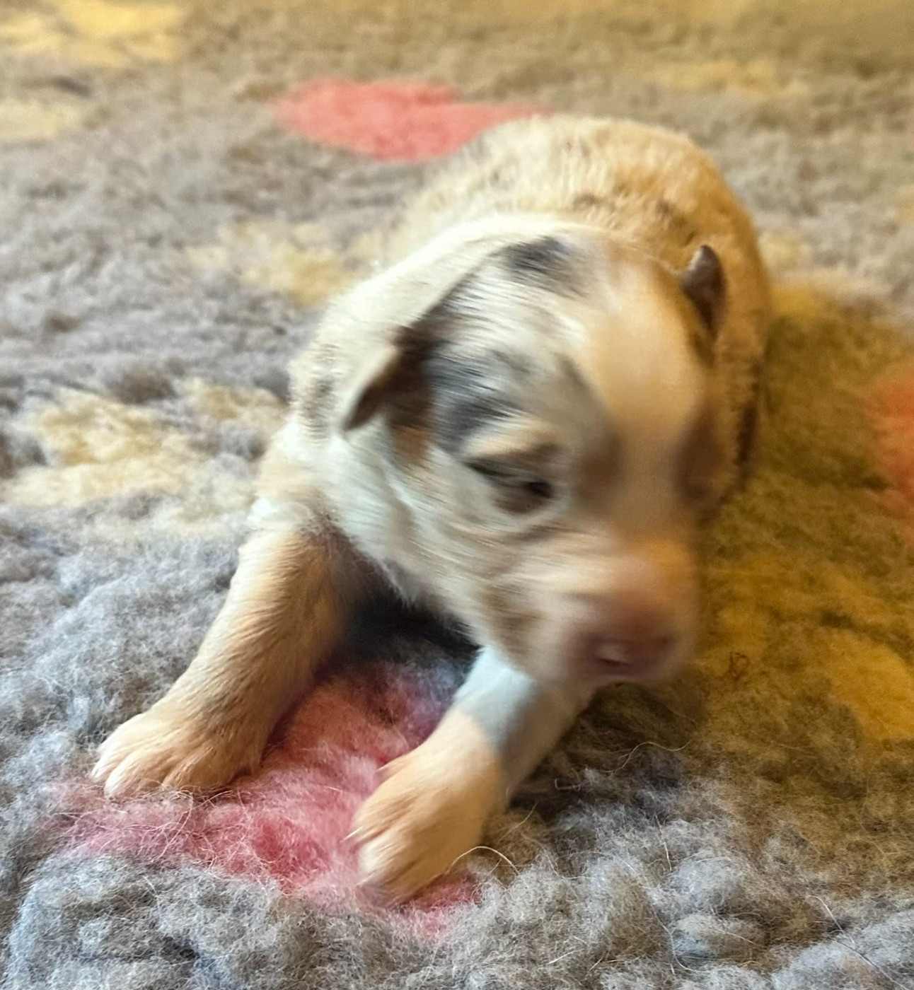 Luciole Au Clair De Lune - Chiots disponibles - Berger Australien