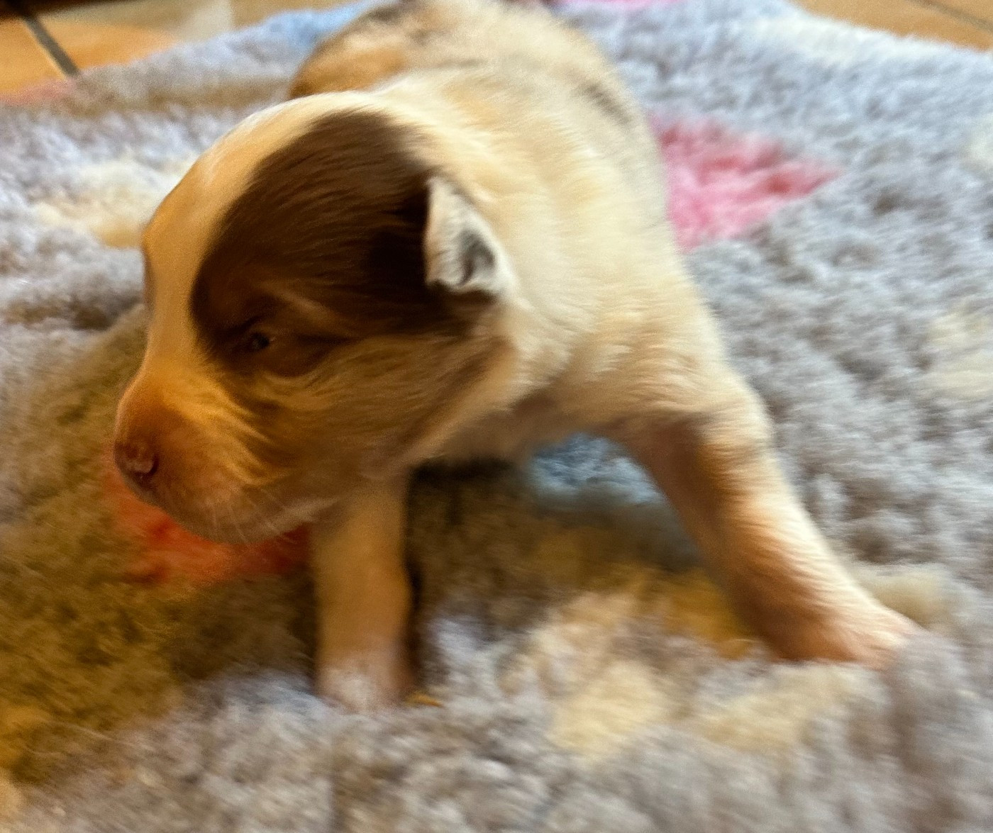 Luciole Au Clair De Lune - Chiots disponibles - Berger Australien