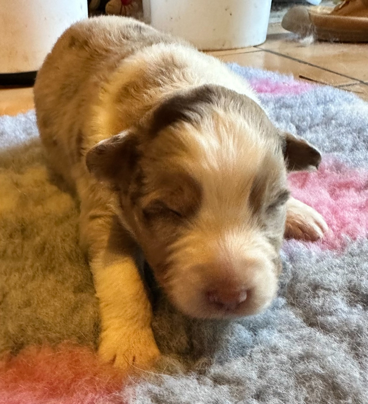 Luciole Au Clair De Lune - Chiots disponibles - Berger Australien