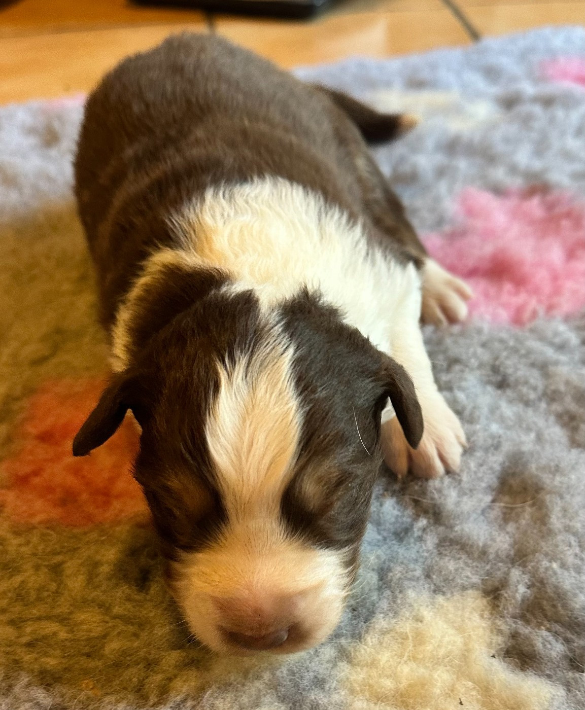 Luciole Au Clair De Lune - Chiots disponibles - Berger Australien