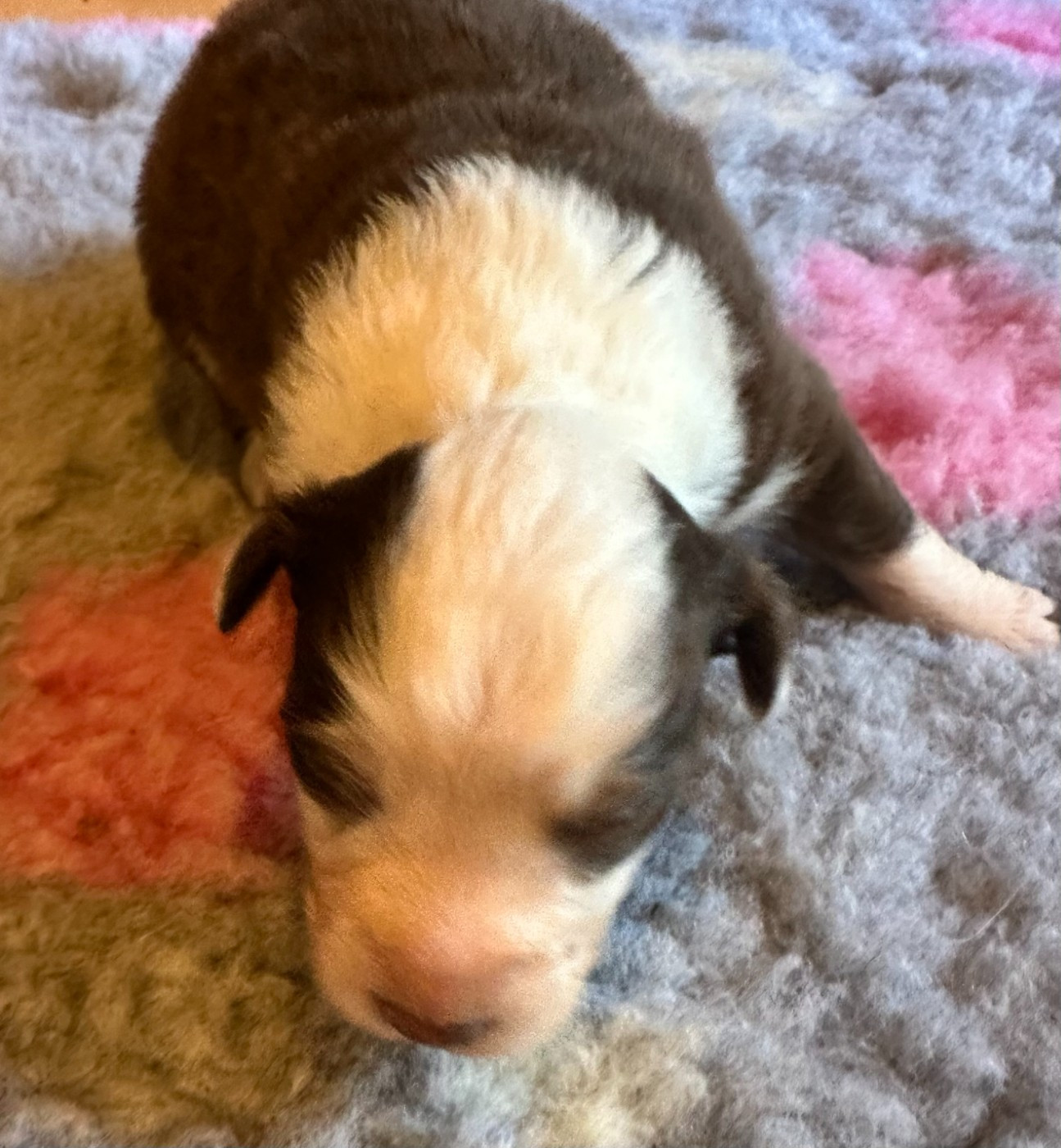 Luciole Au Clair De Lune - Chiots disponibles - Berger Australien
