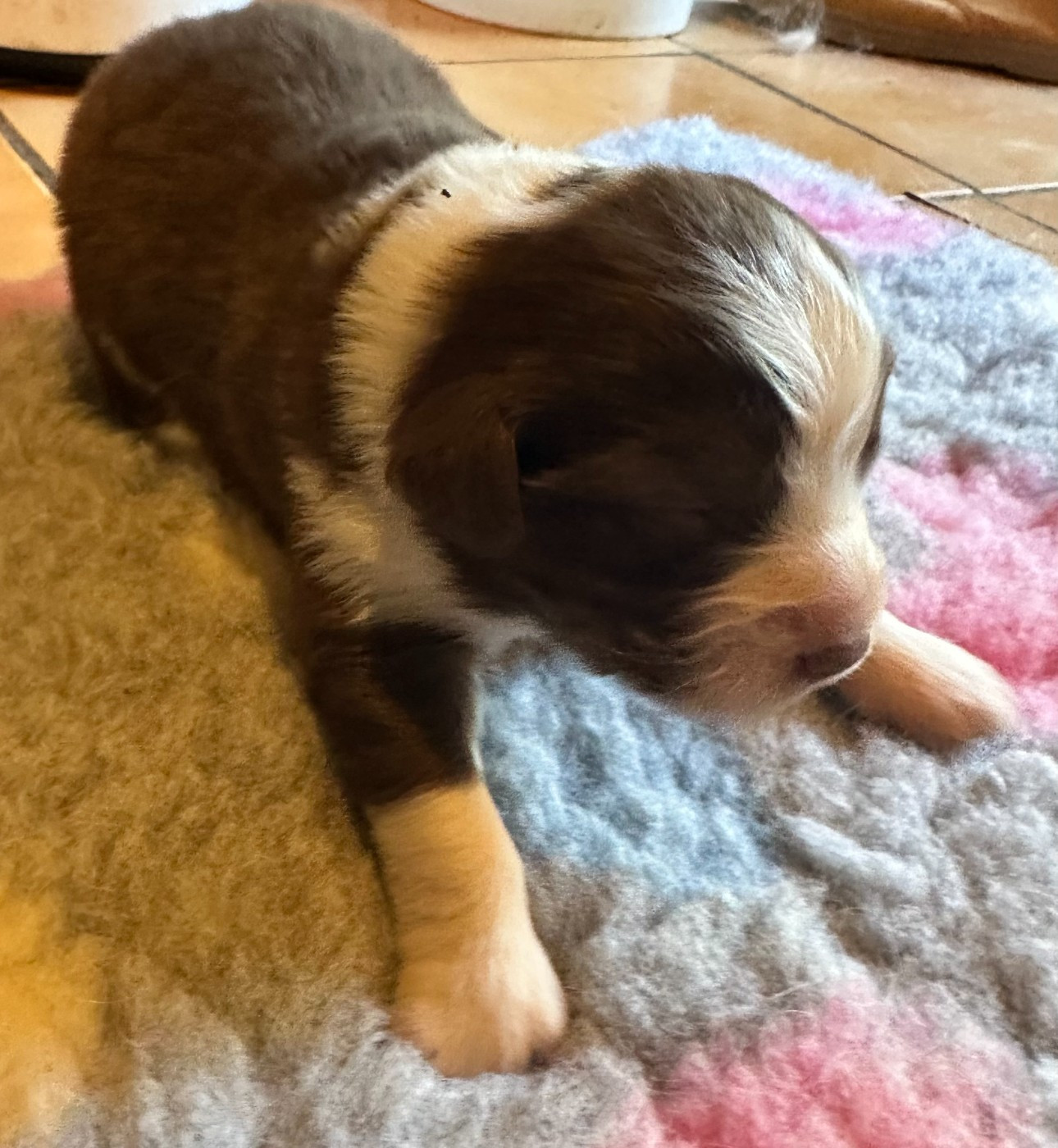 Luciole Au Clair De Lune - Chiots disponibles - Berger Australien