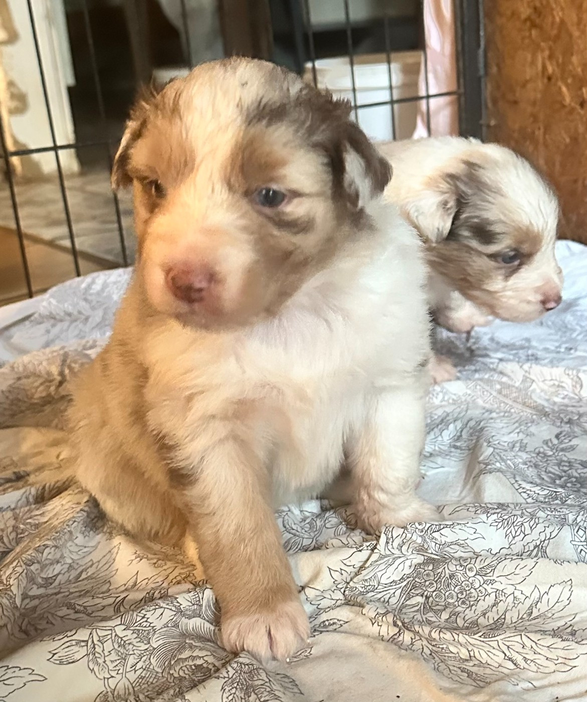 Luciole Au Clair De Lune - Chiots disponibles - Berger Australien