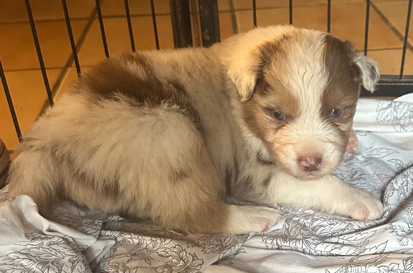 Luciole Au Clair De Lune - Chiots disponibles - Berger Australien