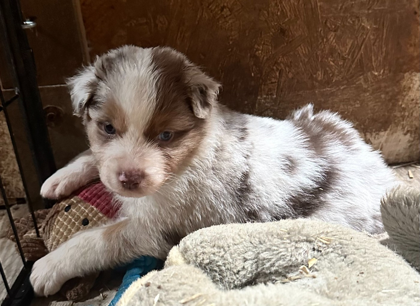 Luciole Au Clair De Lune - Chiots disponibles - Berger Australien