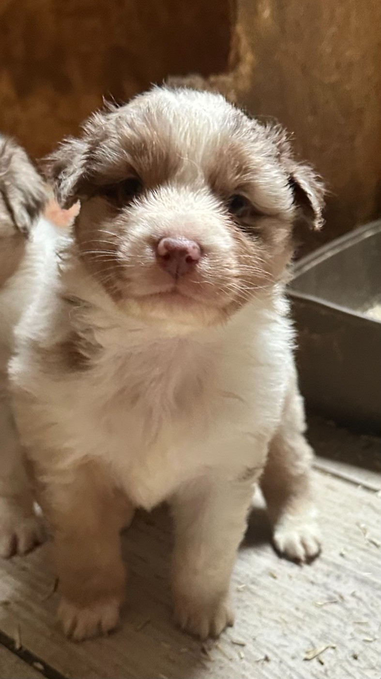 Luciole Au Clair De Lune - Chiots disponibles - Berger Australien