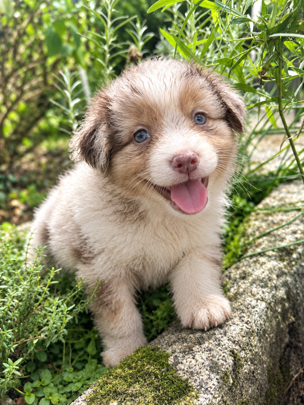 Luciole Au Clair De Lune - Chiots disponibles - Berger Australien
