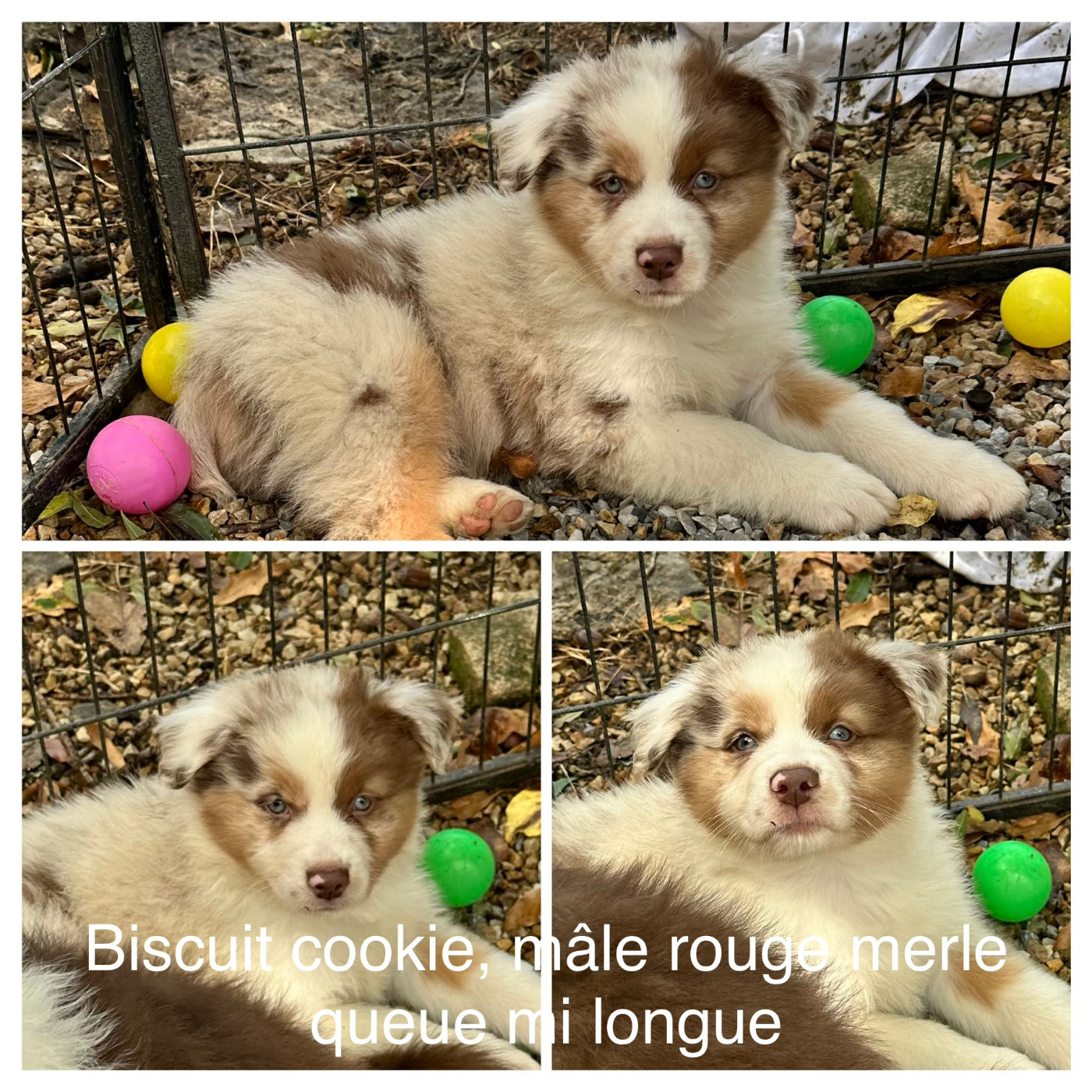 Luciole Au Clair De Lune - Chiots disponibles - Berger Australien