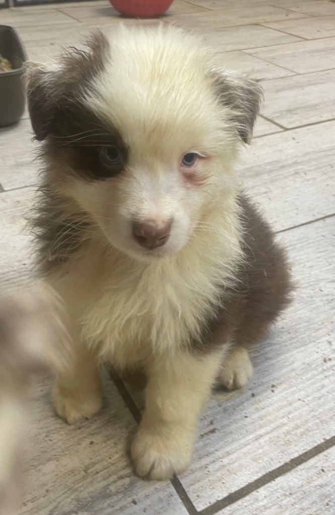 Luciole Au Clair De Lune - Chiots disponibles - Berger Australien