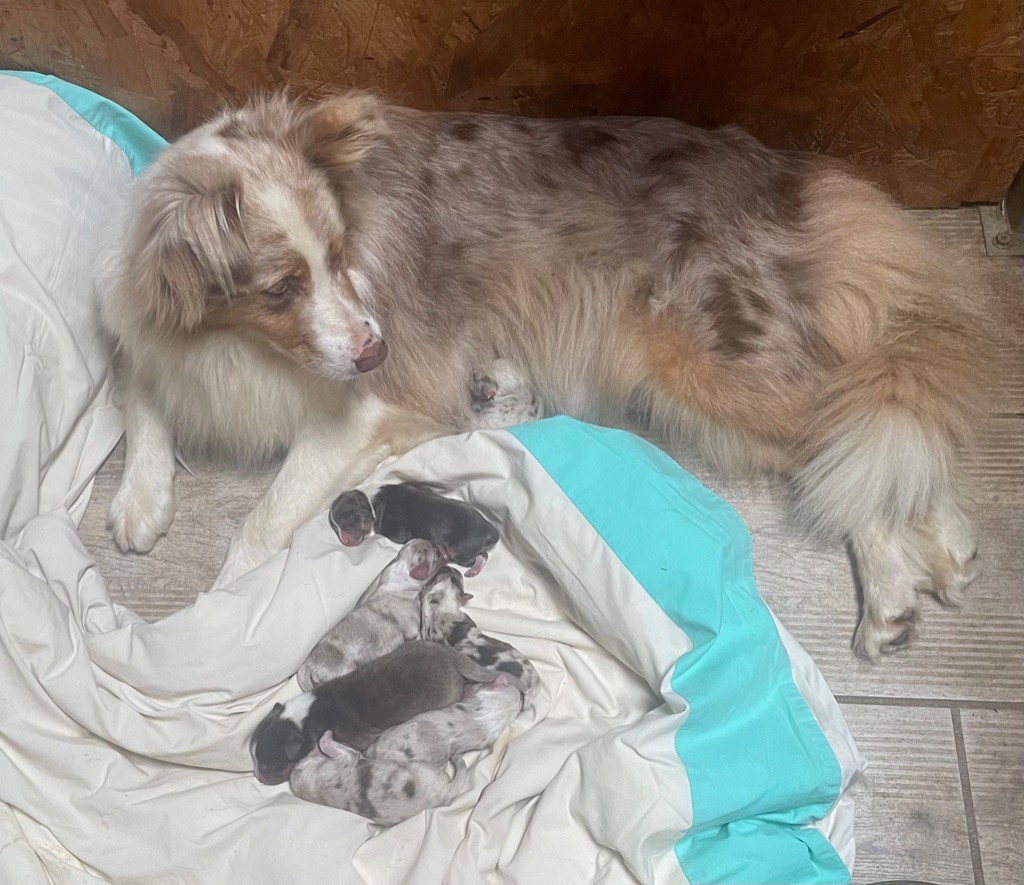 Luciole Au Clair De Lune - Chiots disponibles - Berger Australien