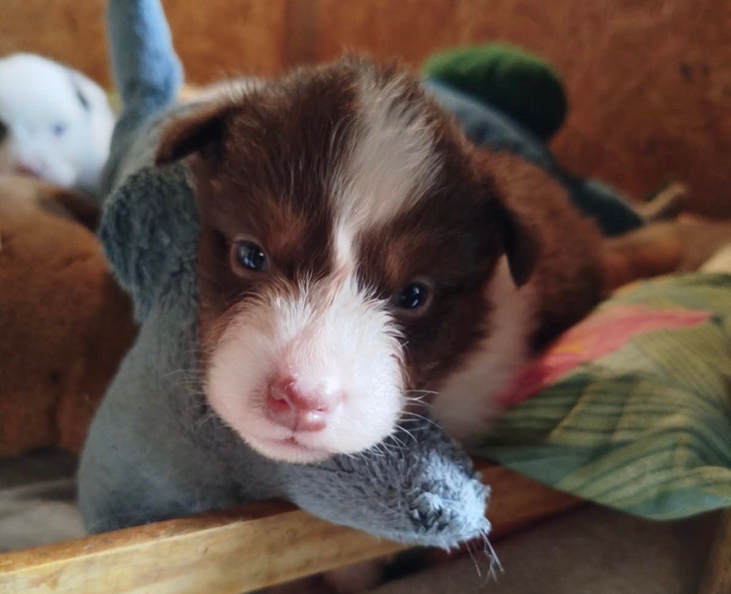 Luciole Au Clair De Lune - Chiots disponibles - Berger Australien