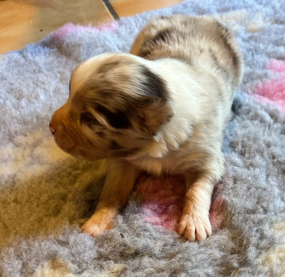 Biscuit praliné