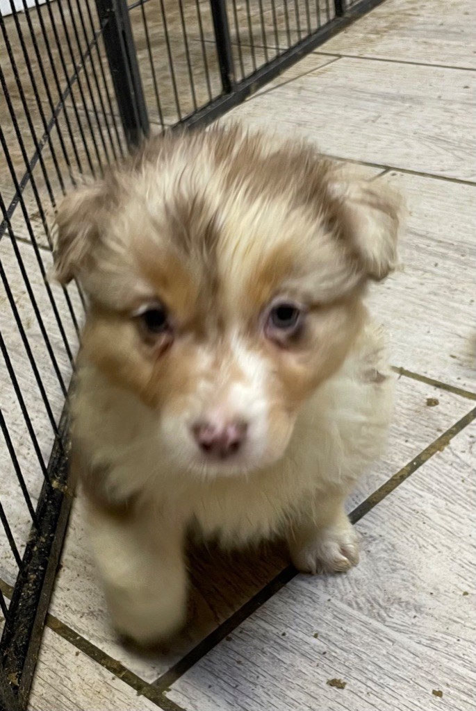 Luciole Au Clair De Lune - Chiots disponibles - Berger Australien