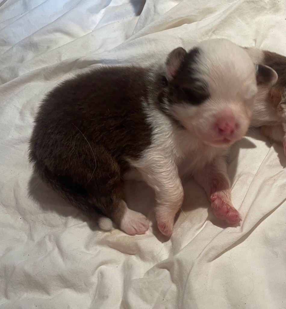 Luciole Au Clair De Lune - Chiots disponibles - Berger Australien